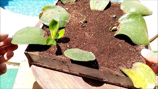 Como reproducir el Cotyledon Orbiculata смотреть онлайн