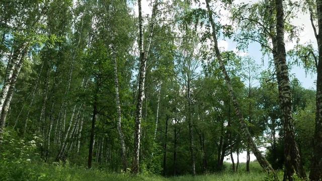 B-Roll Nature. Walk through the green birch grove смотреть онлайн
