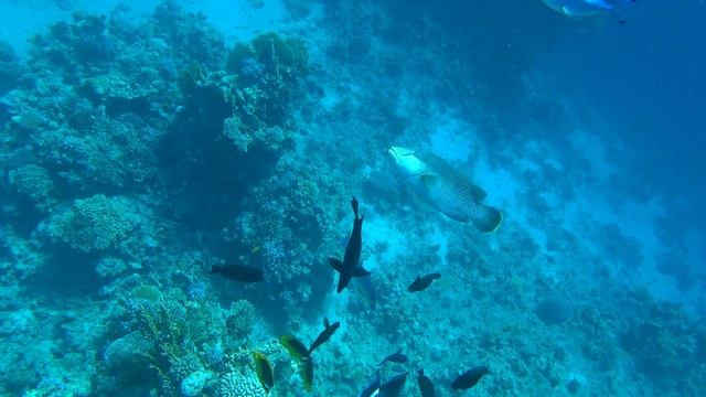 На рифе HILTON SHARKS BAY. Январь 2022 смотреть онлайн