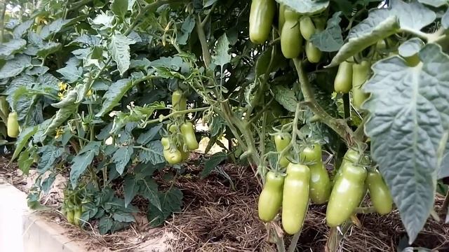 Томат Жигало смотреть онлайн