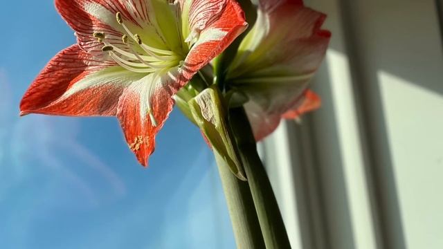 Amaryllis Time Lapse - $6 bulb from Aldi - Easy to Grow смотреть онлайн