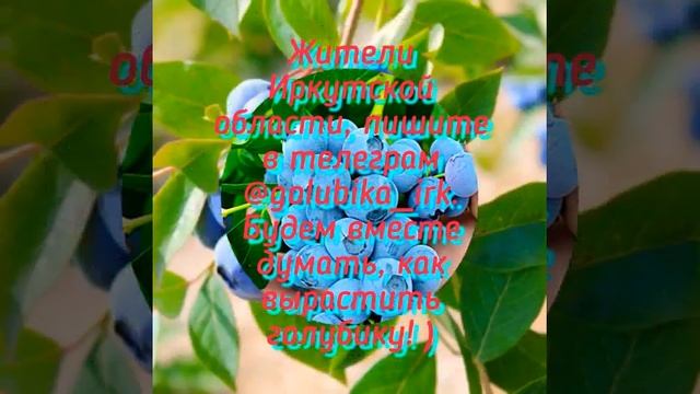 Голубика в Сибири (Иркутск) смотреть онлайн