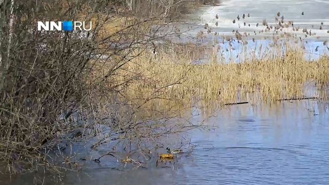Видео дня. Утки вернулись в Нижний Новгород из тёплых краёв смотреть онлайн
