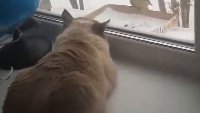 Котя и синички смотреть онлайн
