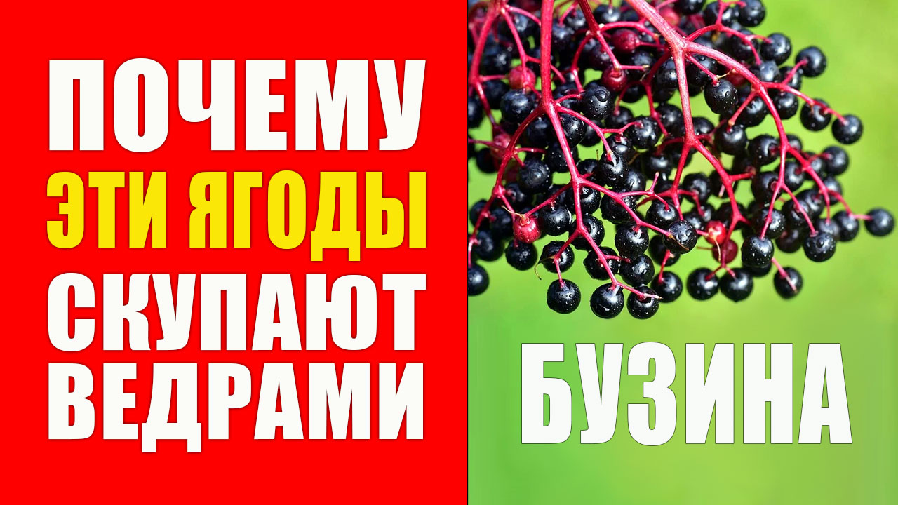 Бузина черная польза и вред. Лечебные свойства бузины смотреть онлайн