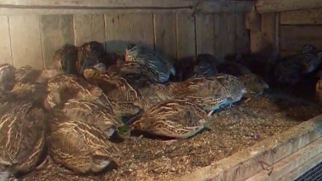 породы перепелов маньчжурский золотистый перепел смотреть онлайн