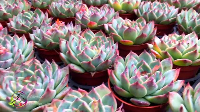 Suculentas - Cultivo asiático смотреть онлайн