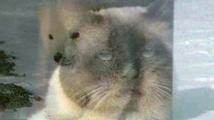 Л.Бетховен - "Весело - грустно"