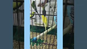 Идём покупать попугая🐦