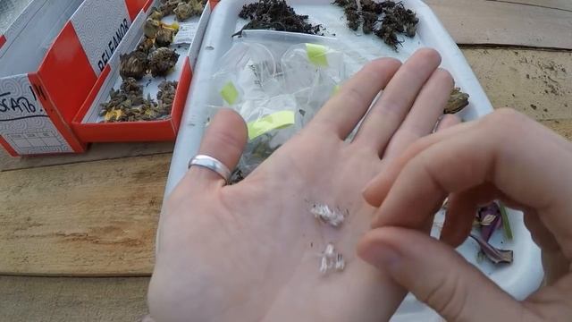 ОСЕНЬ -ВРЕМЯ СОБИРАТЬ  СЕМЕНА ЦВЕТОВ.