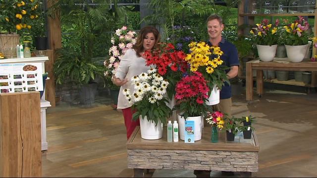 Roberta's 4-piece Sunseeker Patio Echinacea Collection on QVC смотреть онлайн