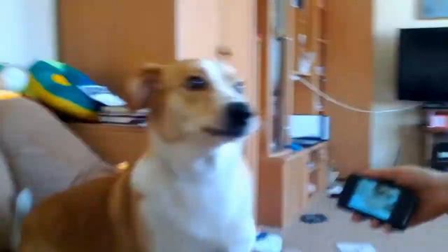 Бонифаций поет смотреть онлайн