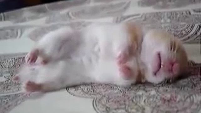Приколы с животными Хомяк спит funny animal смотреть онлайн