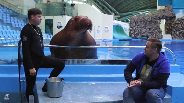 Миша и его тренеры смотреть онлайн