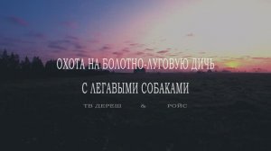 Охота на дупеля в 2019 году с легавыми собаками.