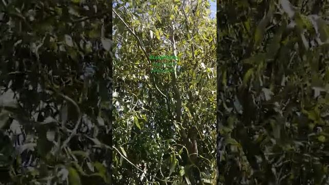 Мой Любимый Сад - Ива Извилистая. смотреть онлайн