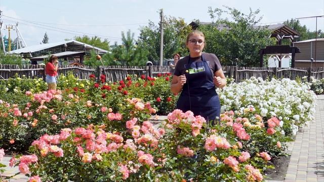 Ремонтантная роза флорибунда. Лучший сорт роз для сада. Неприхотливая роза флорибунда Мишель Серро. смотреть онлайн