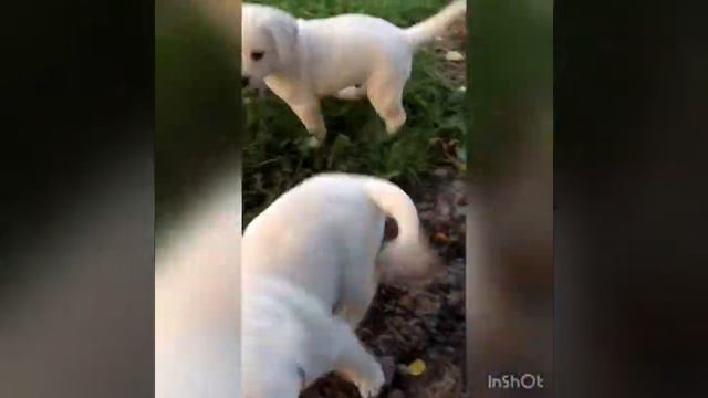 Starsearcher Illuminant и Starsearcher Incognito смотреть онлайн