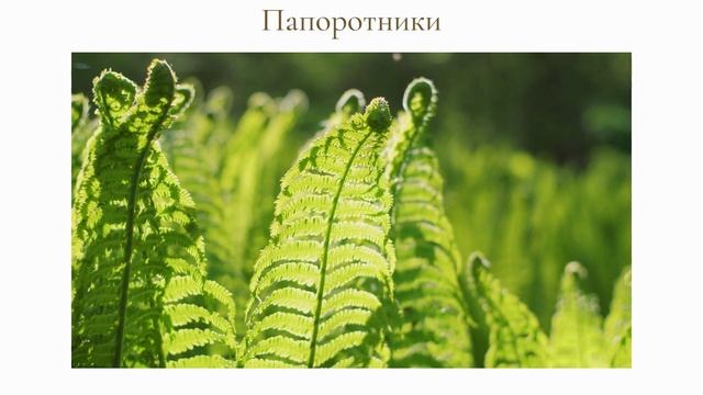 Плауны. Хвощи. Папоротники смотреть онлайн