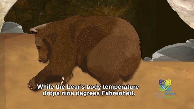 How Do Bears Hibernate? смотреть онлайн