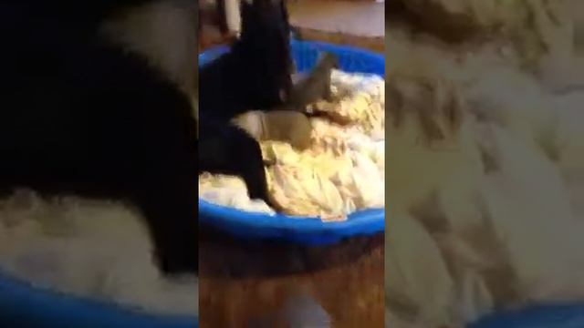 Doberman puppies - Fawn & Blue смотреть онлайн