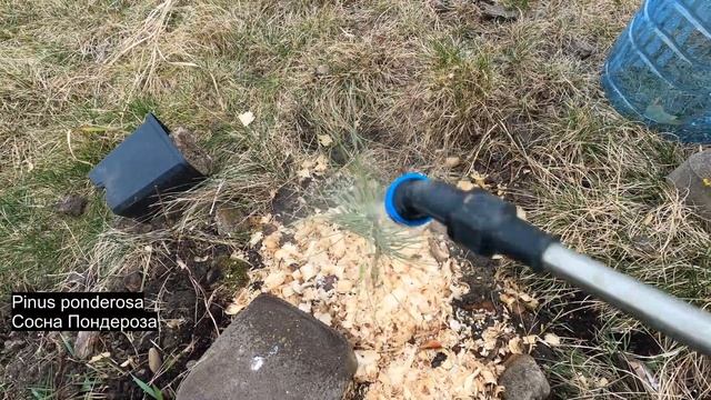 Підживлюємо і оглядаємо хвойні рослинки. Сосна джефрі, ламберта, пандероса, кедрова. смотреть онлайн
