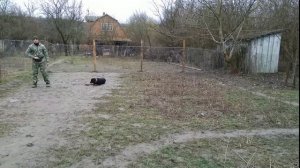 Как правильно дрессировать ротвейлера!