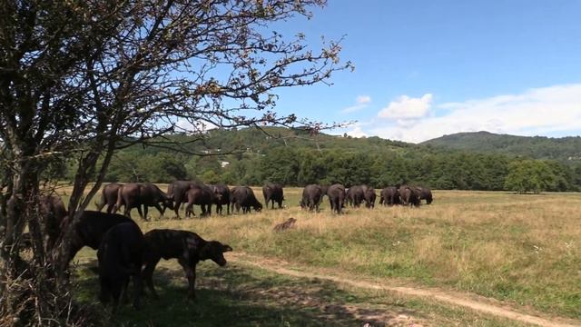 БУЙВОЛИНАЯ ЭКО-ФЕРМА «РАЙСЬКИЙ КУТОЧОК» (Water buffalo farm. Zakarpattya Region of Ukraine) смотреть онлайн