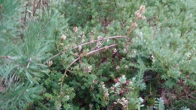 Подокарп или Ногоплодник альпийский (дат. Sydtaks / Stentaks, лат. Podocarpus alpinus). 21 янв. 202 смотреть онлайн