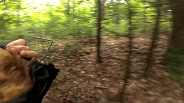 Обнадійливий початок сезону білих грибів. смотреть онлайн