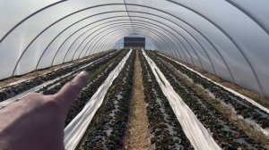 Теплица. Сколько стоит? Как построить? Теплица своими руками.