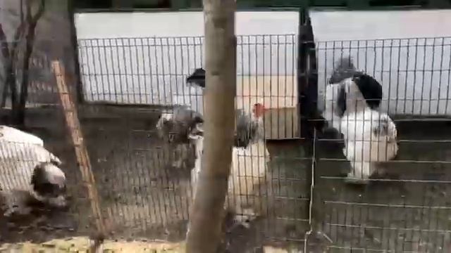 Брама светлая Light Brahma