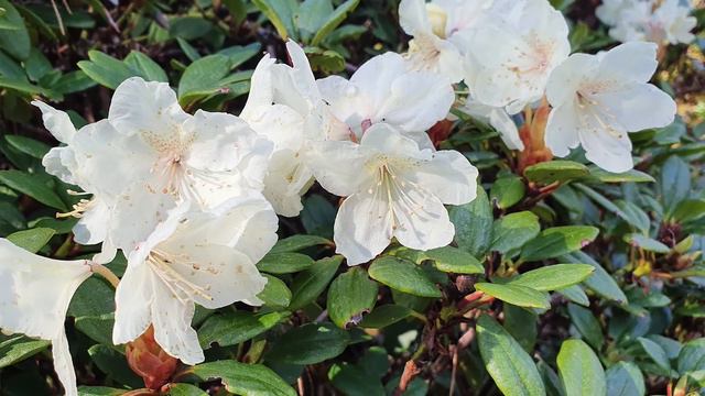 Rhododendron aureum - our most special collection? смотреть онлайн