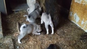 Западно Сибирские Лайки - Морозова Александра Павловича