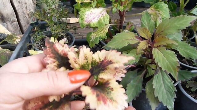 Выставила колеусы на продажу((количество ограничено. смотреть онлайн