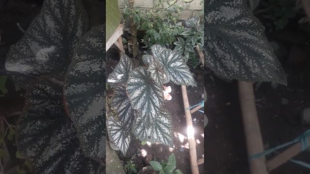 Begonia silver (begoniaceae) смотреть онлайн