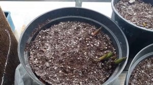 Лилии в горшке. Как вырастить?