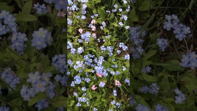Кто нибудь видел розовую незабудку?? смотреть онлайн