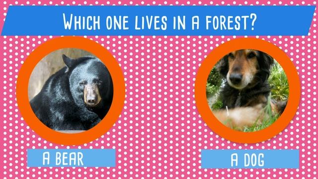 Animal Habitats Quiz