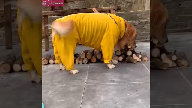 Golden Retrievers want to pack themselves into a suitcase?Greedy dog wants more toys? смотреть онлайн