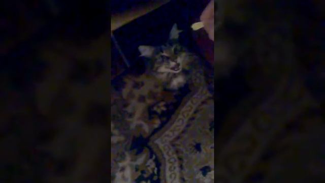 Как заставить кота пожиреть смотреть онлайн
