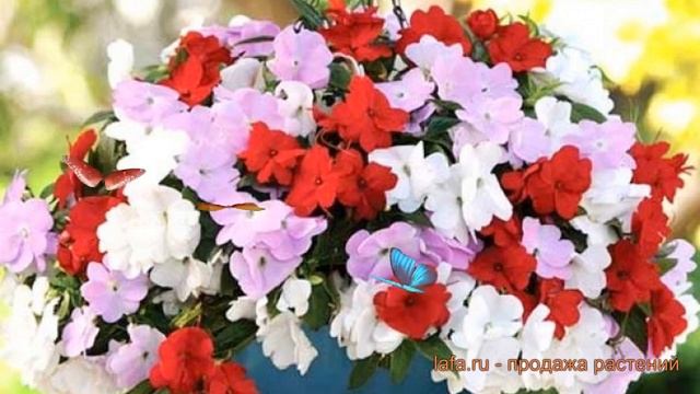 Бальзамин ново-гвинейский Микс ? бальзамин Микс обзор: как сажать семена бальзамина Микс смотреть онлайн