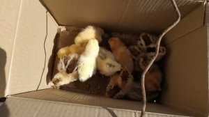 Подсадка квочке? покупных цыплят????