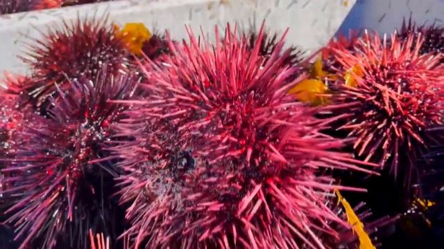 Морской еж. Интересные факты смотреть онлайн