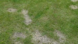 Как можно испортить газон, борясь с сорняками