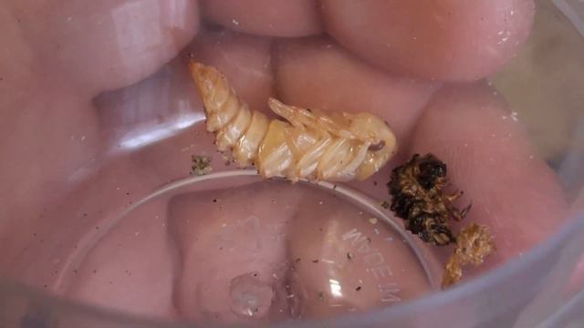 Запуск фермы зофобаса 2 смотреть онлайн