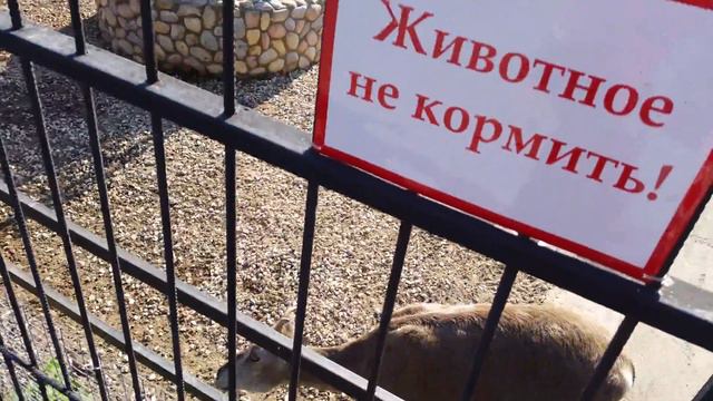 Заопарк лимпопо нижний новгород 2 смотреть онлайн