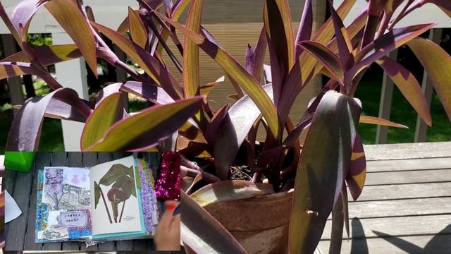 ? Junk Journal Gardening- Trades antique Pallida (Purple Heart) смотреть онлайн