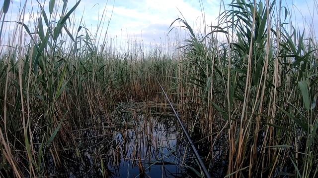 КАРП НА УДОЧКУ С БОКОВЫМ КИВКОМ смотреть онлайн