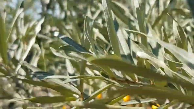 Как выглядит Облепиха смотреть онлайн